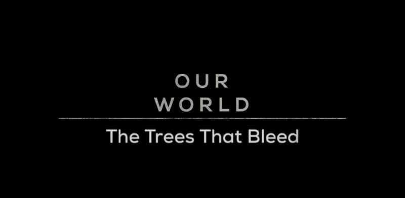 ¼ƬѪľ/The Trees that Bleed-Ļ