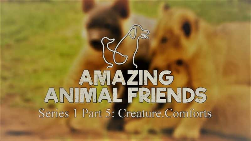 ¼Ƭ˵Ķ 1 5 /Amazing Animal Friends Series 1: Part 5 Creature Comforts-Ļ