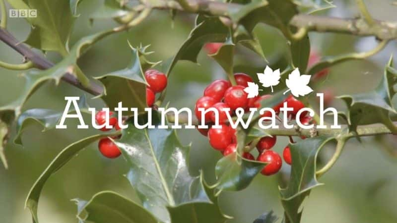 ¼Ƭ2021＾۲/Autumnwatch Extras 2021-Ļ