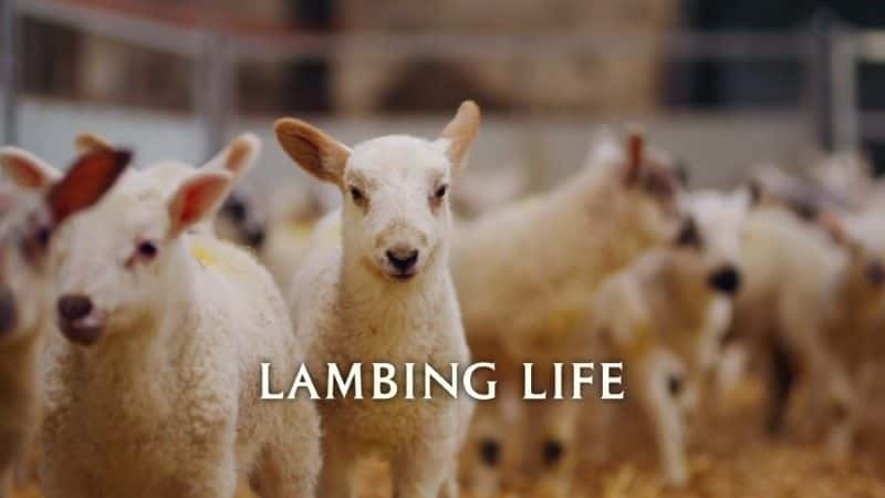 ¼Ƭ/Lambing Life-Ļ