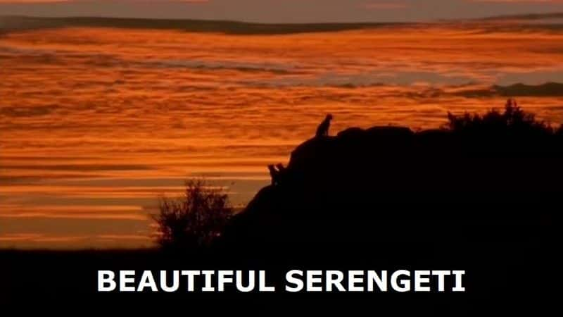 ¼Ƭ׸ǵ/Beautiful Serengeti-Ļ