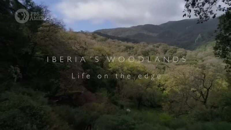 ¼ƬǵֵأԵϵ/Iberia's Woodlands: Life on the Edge-Ļ