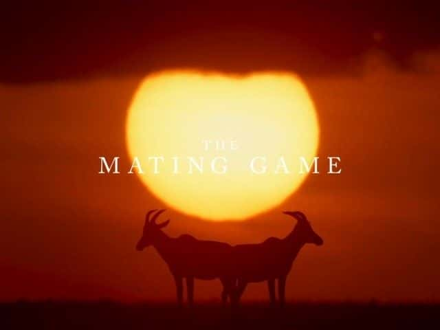 ¼ƬϷ/The Mating Game-Ļ