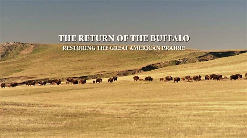 ¼ƬˮţĻع ָĲԭ/Return of the Buffalo Restoring American prairie-Ļ