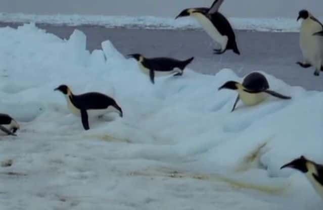 ¼Ƭϼ޵/Penguins of the Antarctic-Ļ