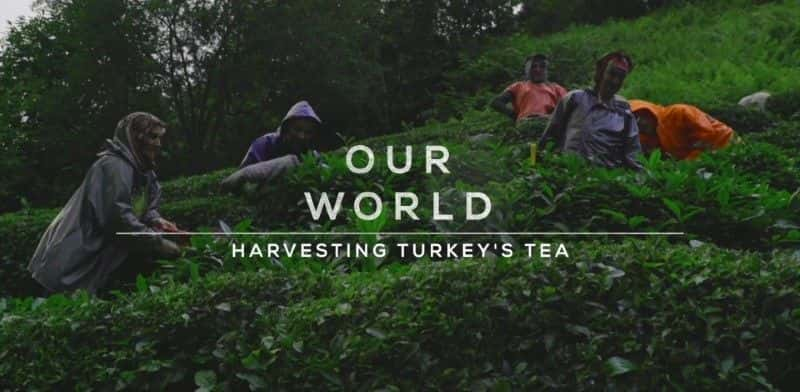 ¼ƬջĲҶ/Harvesting Turkey's Tea-Ļ