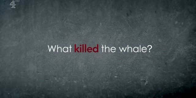 ¼Ƭʲôɱ˾/What Killed the Whale-Ļ