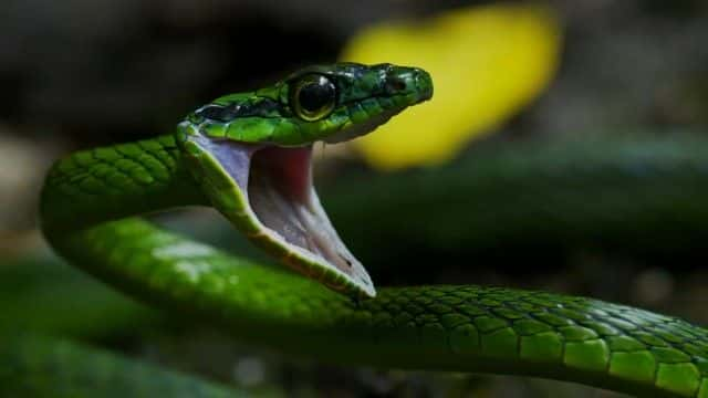 ¼Ƭɣ߼/Gorgona: Snake Prison Island-Ļ