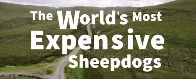 ¼ƬȮ/The World's Most Expensive Sheepdogs-Ļ