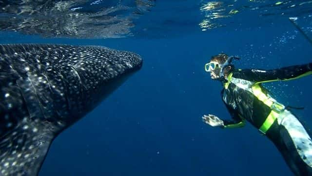 ¼Ƭ裨BBC Ȼ磩 Whale Shark (BBC Natural World)1080Pȫ1-Ļ/Ļ