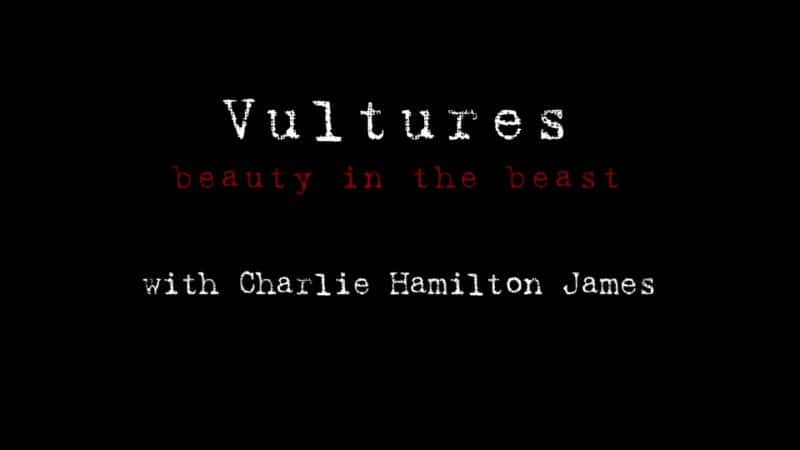 ¼Ƭͺգ֮ (BBC) Vultures: Beauty in the Beast (BBC)1080Pȫ1-Ļ/Ļ