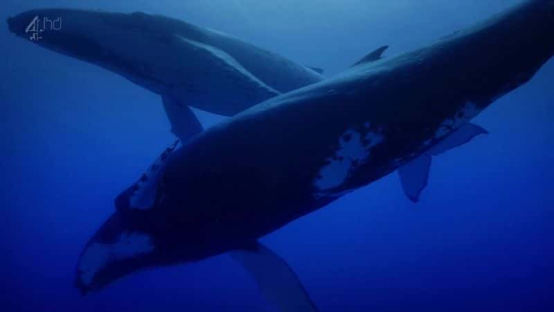 ¼Ƭ () The Whale (Ch4)ȫ1-Ļ/Ļ