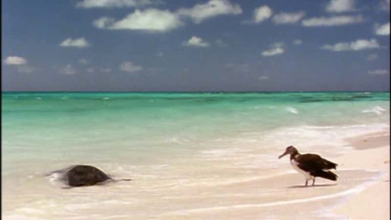 ¼Ƭ¶ڹĺ Voyage of the Lonely TurtleĻ/Ļ