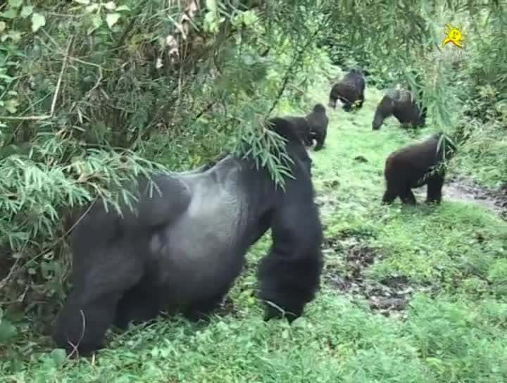 纪录片《参观乌干达和卢旺达的山地大猩猩 Visiting the Mountain Gorillas in Uganda and Rwanda》[无字] [BT][DVD画质]资源下载