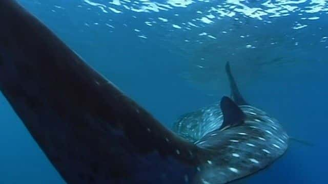 ¼Ƭ裨BBC Ȼ磩 Whale Shark (BBC Natural World)1080Pȫ1-Ļ/Ļ