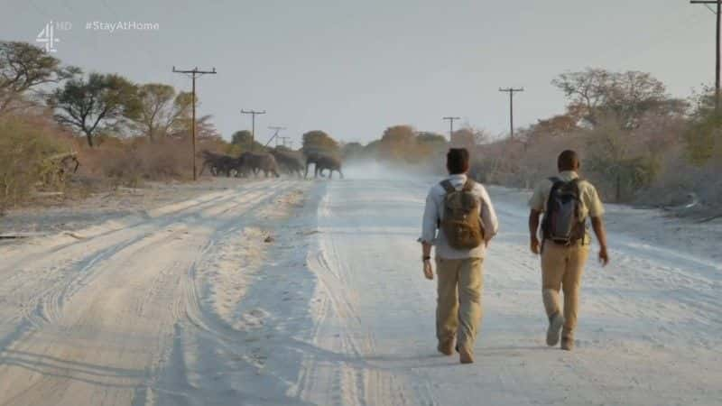 ¼Ƭͬ Walking with Elephants1080Pȫ3-Ļ/Ļ