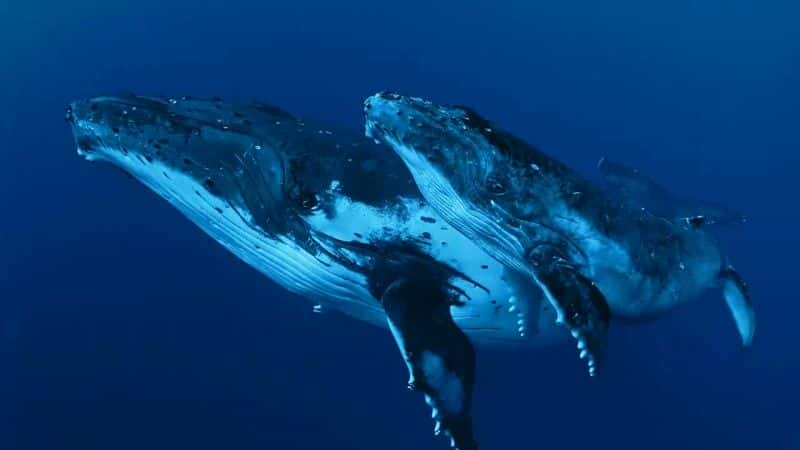 ¼Ƭǻ Whale Wisdom1080P-Ļ/Ļ