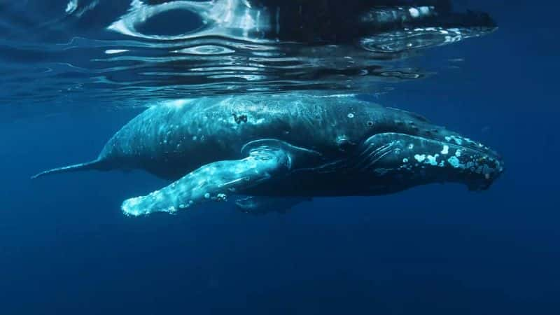 ¼Ƭǻ Whale Wisdom1080P-Ļ/Ļ