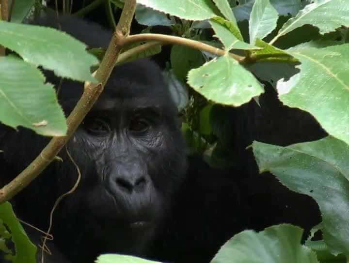 纪录片《参观乌干达和卢旺达的山地大猩猩 Visiting the Mountain Gorillas in Uganda and Rwanda》[无字] [BT][DVD画质]资源下载