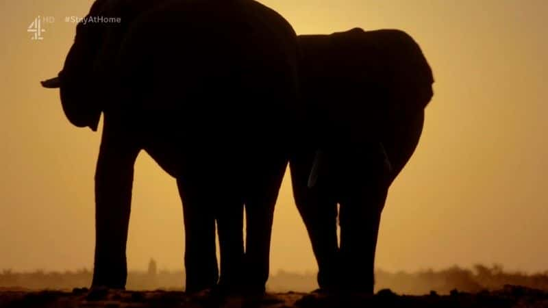 ¼Ƭͬ Walking with Elephants1080Pȫ3-Ļ/Ļ