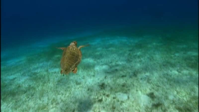 ¼Ƭ¶ڹĺ Voyage of the Lonely TurtleĻ/Ļ