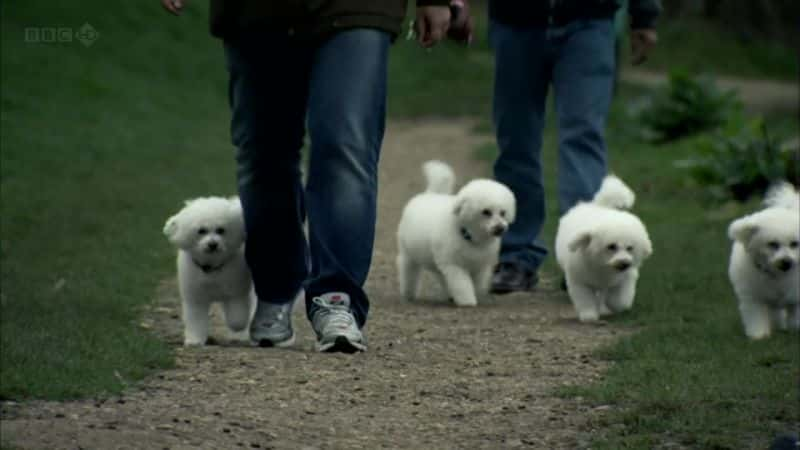 ¼Ƭ빷ɢ Walking with DogsĻ/Ļ