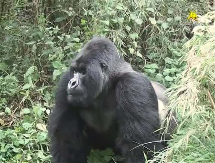 ¼Ƭιڸɴ¬ɽش Visiting the Mountain Gorillas in Uganda and RwandaĻ/Ļ