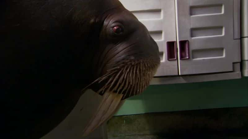 ¼Ƭֳ Walrus: Two Tonne Tuskerȫ1-Ļ/Ļ