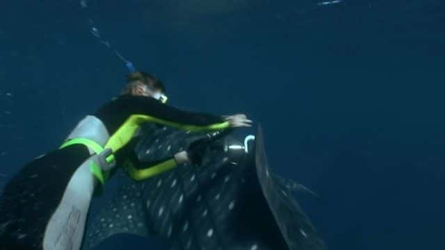 ¼Ƭ裨BBC Ȼ磩 Whale Shark (BBC Natural World)1080Pȫ1-Ļ/Ļ