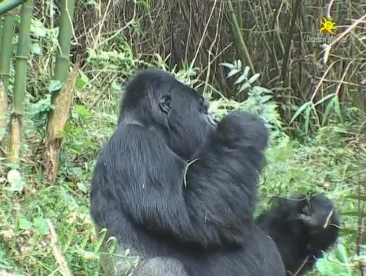 纪录片《参观乌干达和卢旺达的山地大猩猩 Visiting the Mountain Gorillas in Uganda and Rwanda》[无字] [BT][DVD画质]资源下载