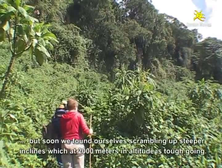 纪录片《参观乌干达和卢旺达的山地大猩猩 Visiting the Mountain Gorillas in Uganda and Rwanda》[无字] [BT][DVD画质]资源下载