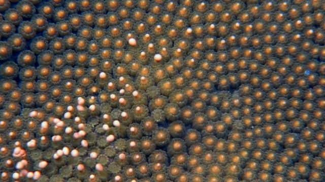 ¼Ƭ裨BBC Ȼ磩 Whale Shark (BBC Natural World)1080Pȫ1-Ļ/Ļ