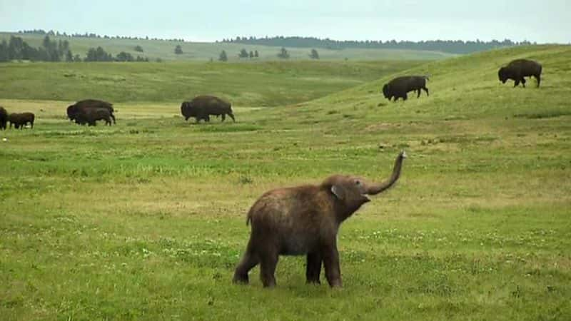 ¼ƬС Waking the Baby MammothĻ/Ļ