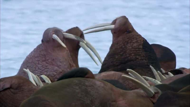 ¼Ƭֳ Walrus: Two Tonne Tuskerȫ1-Ļ/Ļ