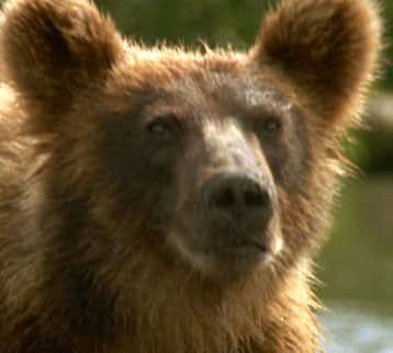 ¼ƬͬСǻ Walking with Giants - The Grizzlies of Siberiaȫ1-Ļ/Ļ