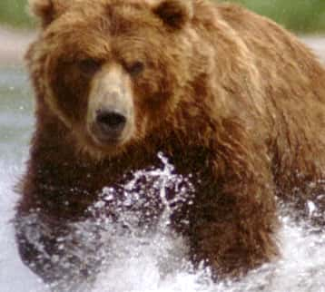 ¼ƬͬСǻ Walking with Giants - The Grizzlies of Siberiaȫ1-Ļ/Ļ