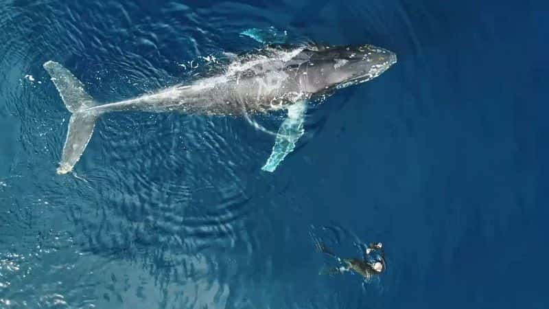 ¼Ƭǻ Whale Wisdom1080P-Ļ/Ļ