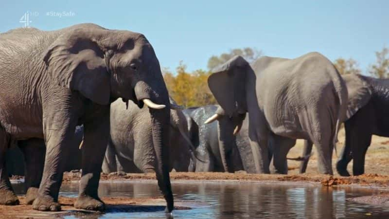 ¼Ƭͬ Walking with Elephants1080Pȫ3-Ļ/Ļ