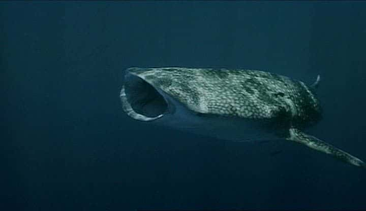 ¼Ƭ Whale Sharkȫ1-Ļ/Ļ