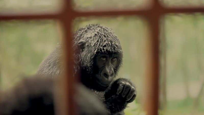 ¼Ƭά 2014 Virunga 20141080Pȫ1-Ļ/Ļ