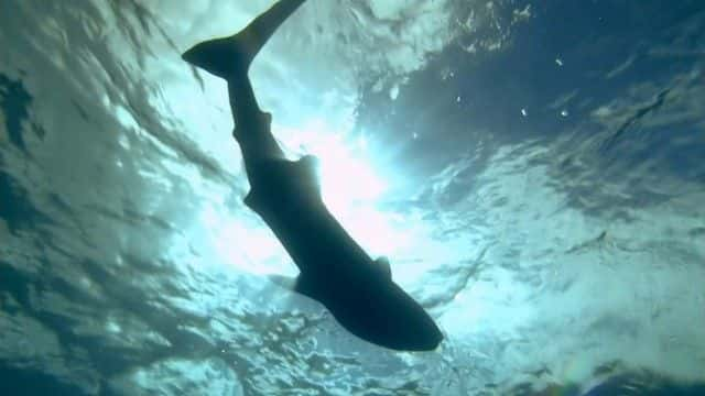 ¼Ƭ裨BBC Ȼ磩 Whale Shark (BBC Natural World)1080Pȫ1-Ļ/Ļ