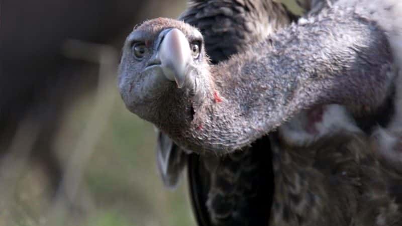 ¼Ƭͺգ֮ (BBC) Vultures: Beauty in the Beast (BBC)1080Pȫ1-Ļ/Ļ