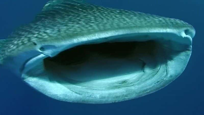 ¼Ƭ裨Ӣ㲥˾ Whale Shark (BBC)1080Pȫ1-Ļ/Ļ