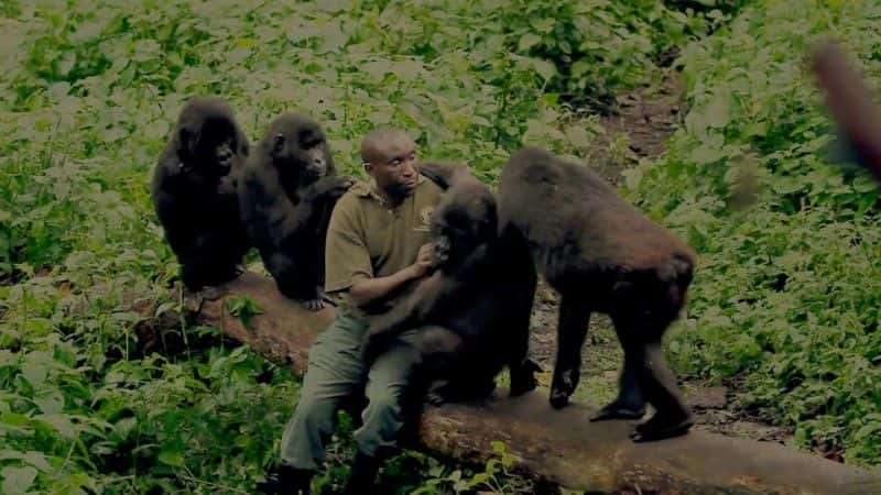 纪录片《维龙加 2014 Virunga 2014》[无字][BT][1080P]资源下载