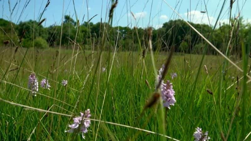 ¼ƬʿҰ֮ Wales: Land of the Wild1080Pȫ4-Ļ/Ļ