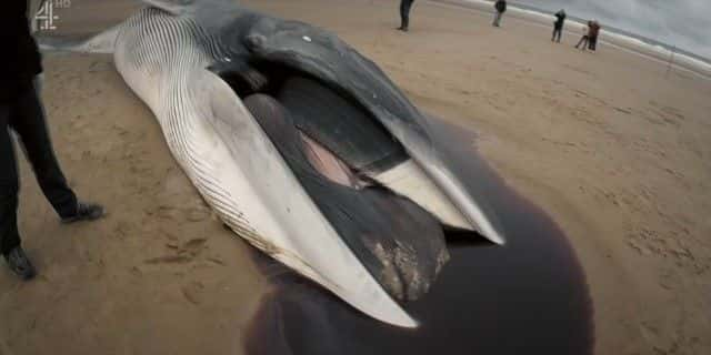 ¼Ƭʲôɱ˾ What Killed the Whale1080Pȫ1-Ļ/Ļ