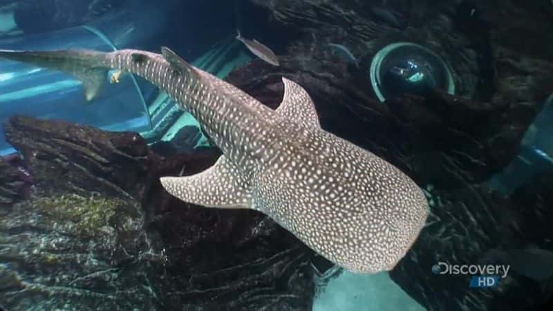 ¼ƬԮ Whale Shark RescueĻ/Ļ