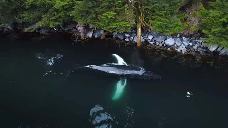 ¼Ƭǻ Whale Wisdom1080P-Ļ/Ļ