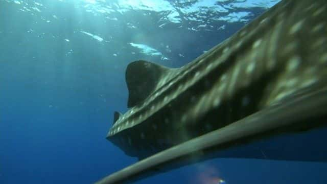 ¼Ƭ裨BBC Ȼ磩 Whale Shark (BBC Natural World)1080Pȫ1-Ļ/Ļ