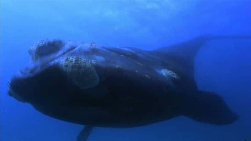 ¼Ƭ Whale DreamersĻ/Ļ